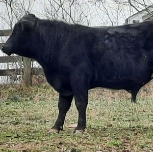 Meet your Posher, Pete